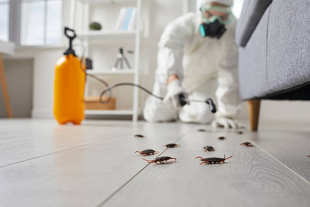 Commercial Rodent Management in Blackwell